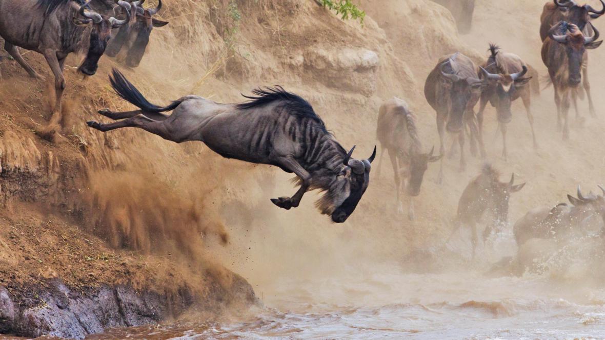 Image Slider No: 3 Serengeti Wildebeest Migration