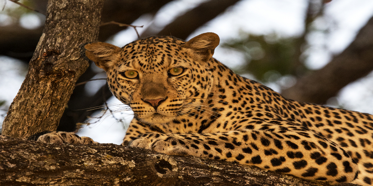 How Much Does a Tanzania Safari Cost?  - We Break It Down for You