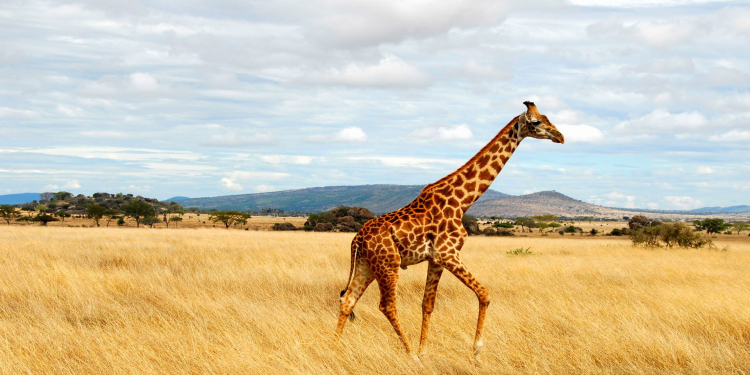 A Breathtaking Adventure - Witnessing Wildlife in a Tanzania Safari