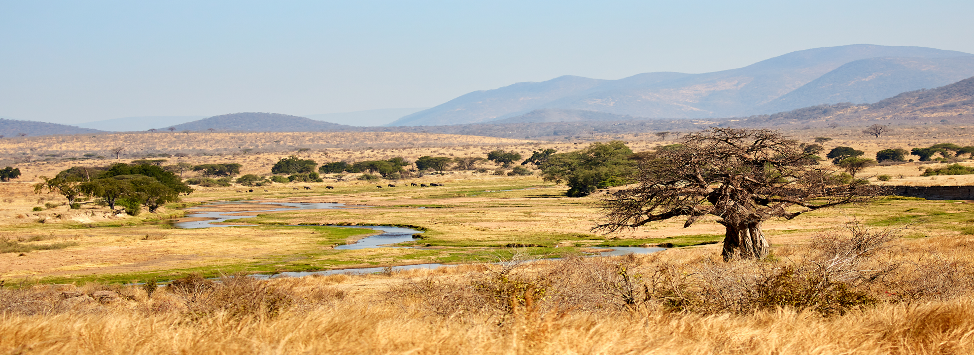 Background Image for Ruaha National Park