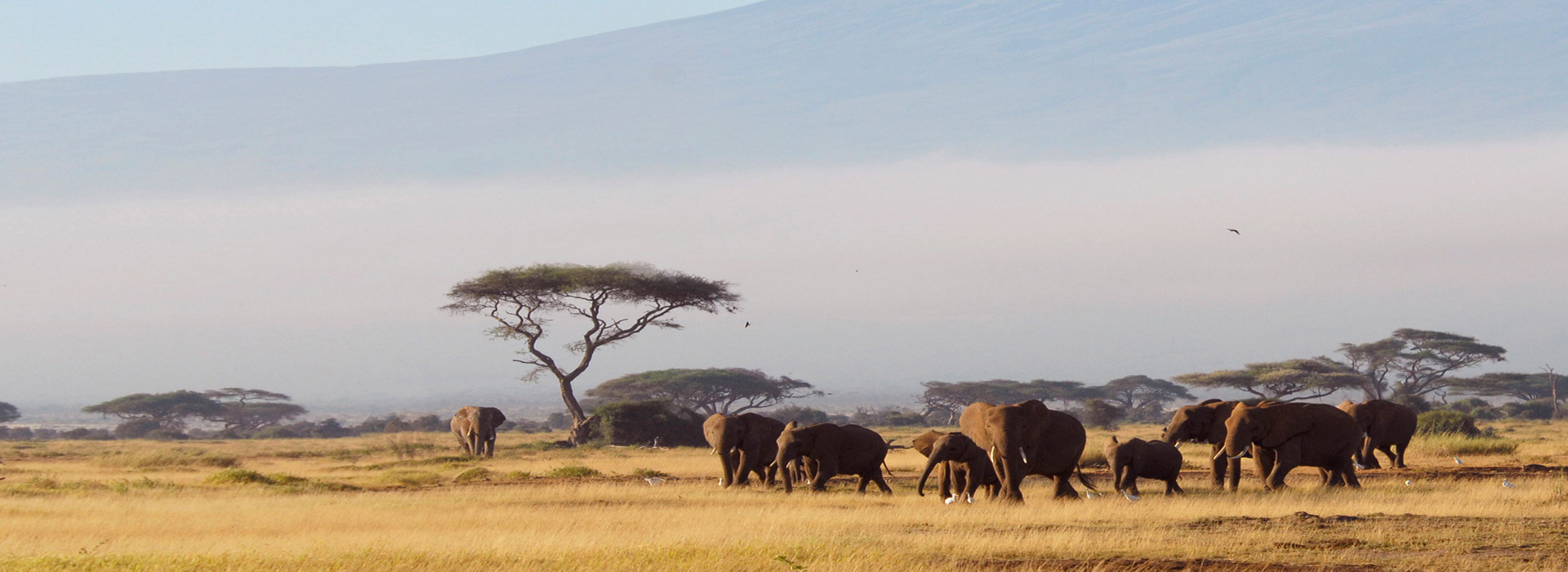 Background Image for Amboseli National Park