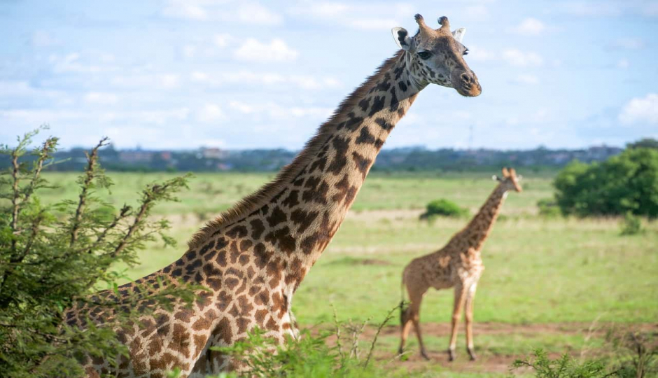Actual image number 12 for slideshow images, displaying 32 tanzania safari images