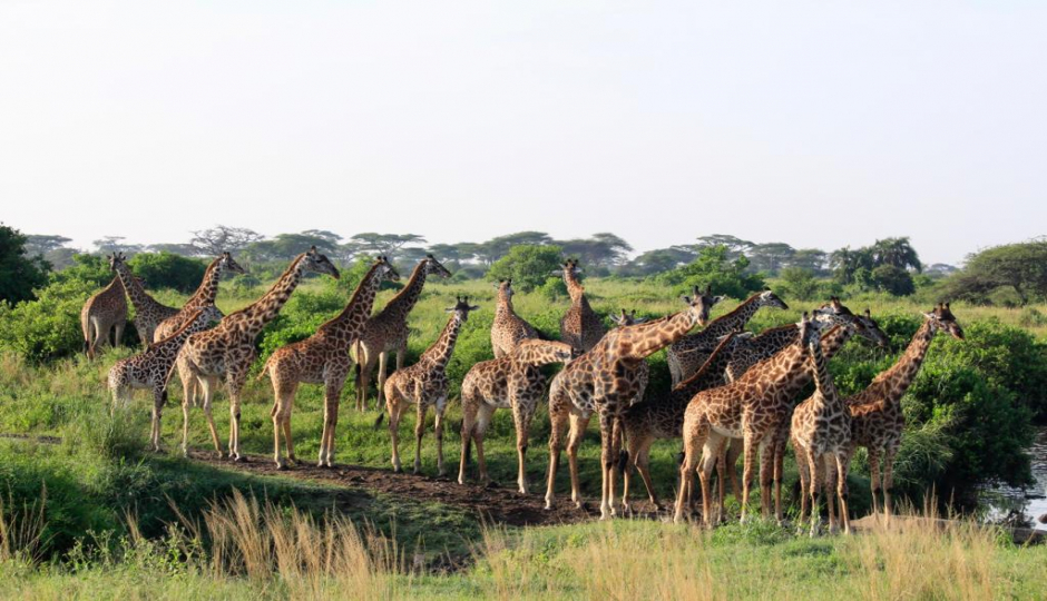 Actual image number 1 for slideshow images, displaying 21 tanzania safari images