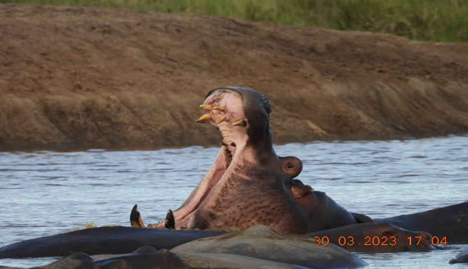 Actual image number 19 for slideshow images, displaying 39 tanzania safari images