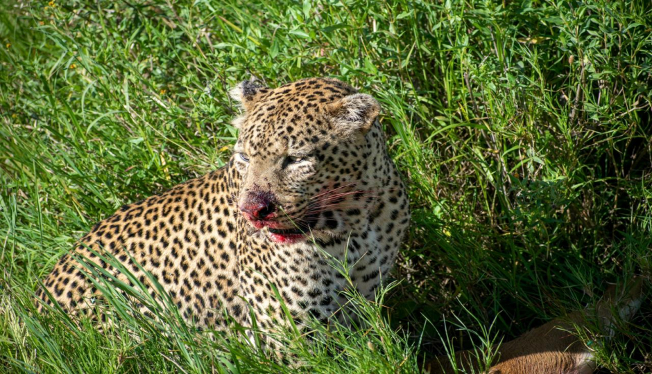 Actual image number 2 for slideshow images, displaying 22 tanzania safari images