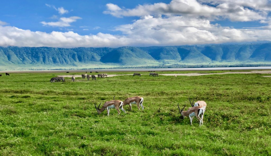 Actual image number 8 for slideshow images, displaying 28 tanzania safari images