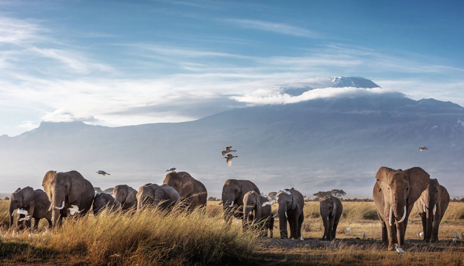 Actual image number 1 for slideshow images, displaying 21 tanzania safari images