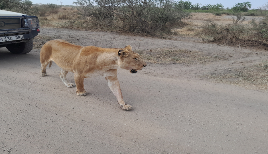 Random image number 6 showcasing tanzania safari image gallery placeholder