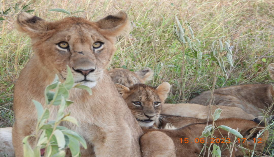 Actual image number 14 for slideshow images, displaying 34 tanzania safari images