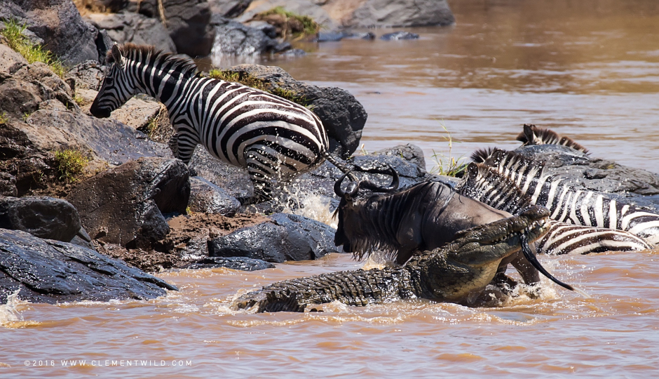 Image Post for The Great Wildebeest Migration in the Serengeti 