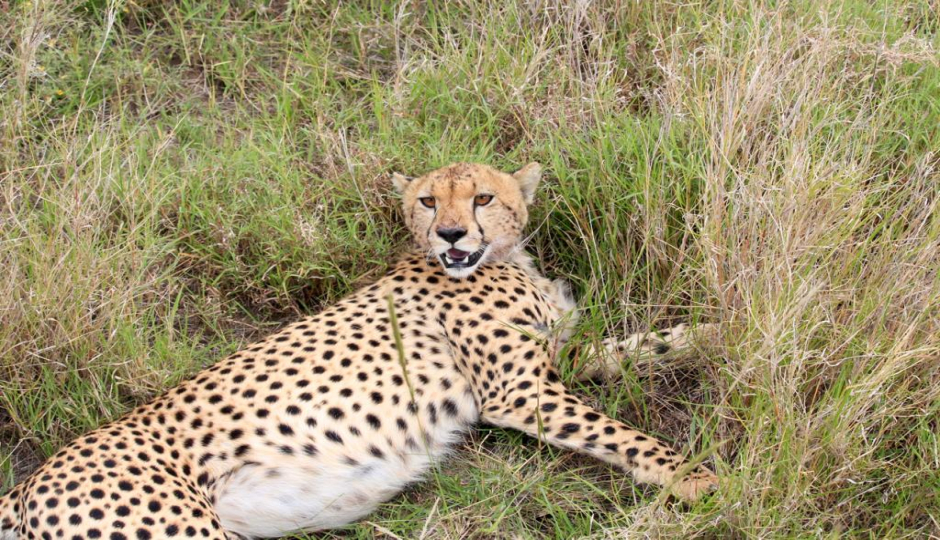 Actual image number 9 for slideshow images, displaying 29 tanzania safari images