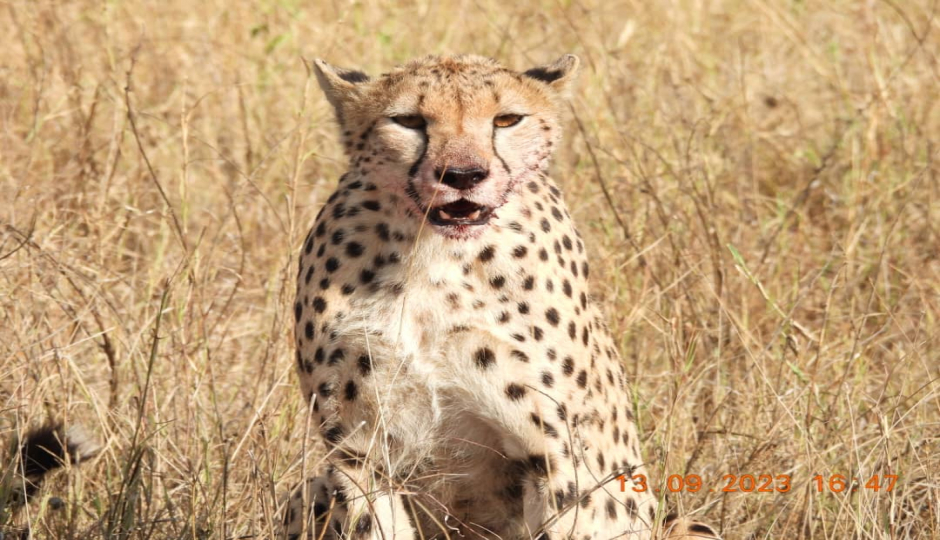 Random image number 4 showcasing tanzania safari image gallery placeholder