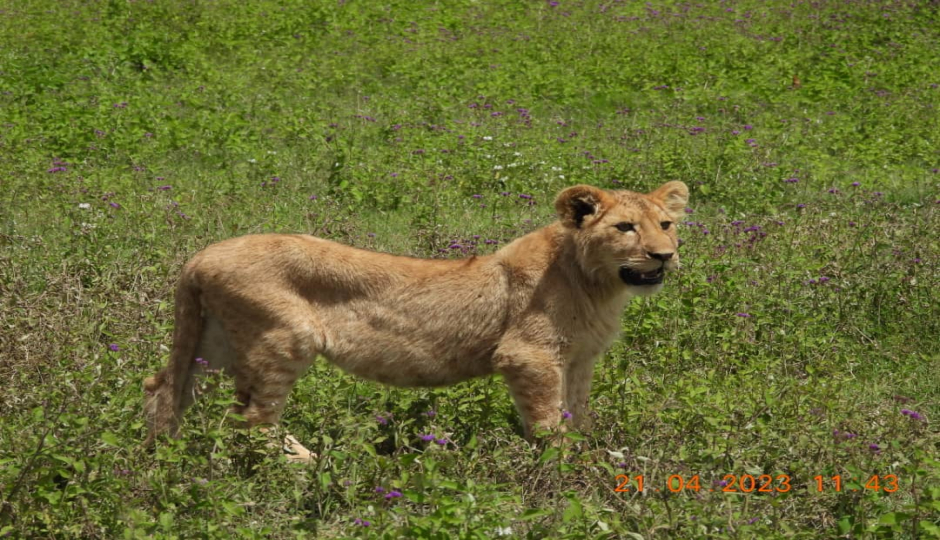 Actual image number 10 for slideshow images, displaying 30 tanzania safari images