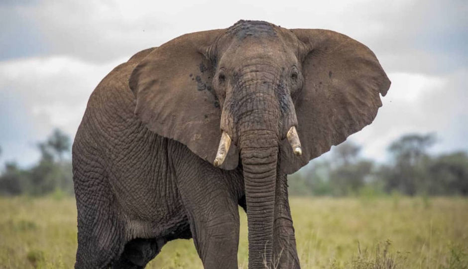 Actual image number 5 for slideshow images, displaying 25 tanzania safari images