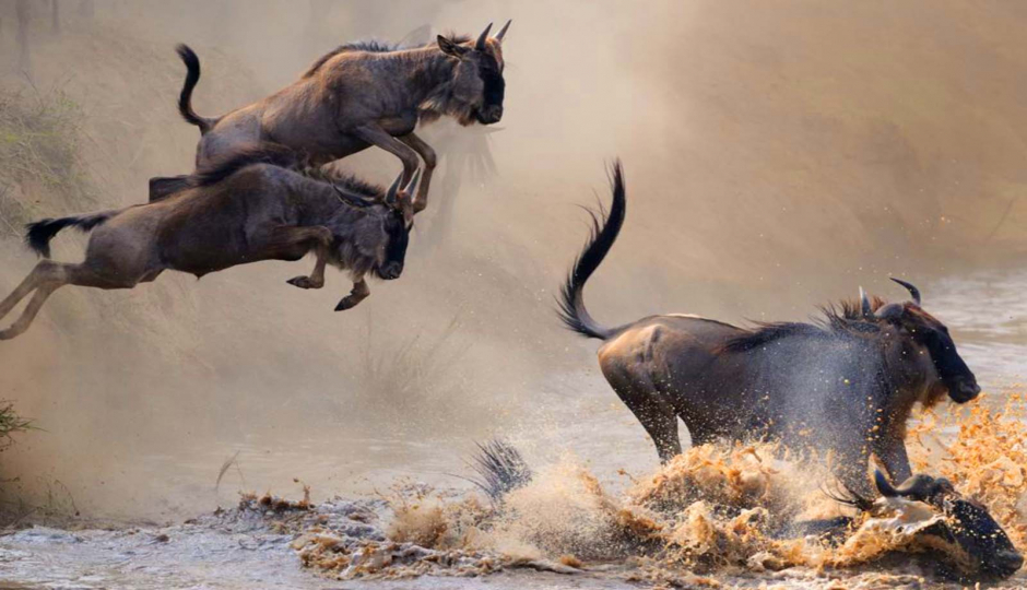 Actual image number 6 for slideshow images, displaying 26 tanzania safari images