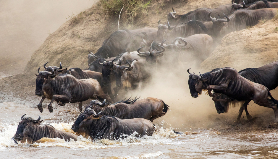 Random image number 6 showcasing tanzania safari image gallery placeholder