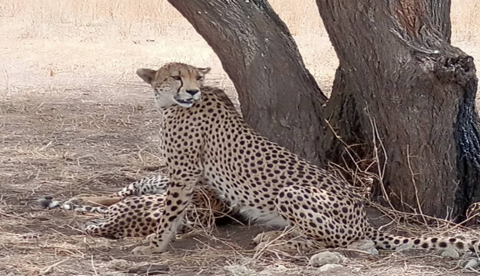 Actual image number 9 for slideshow images, displaying 29 tanzania safari images