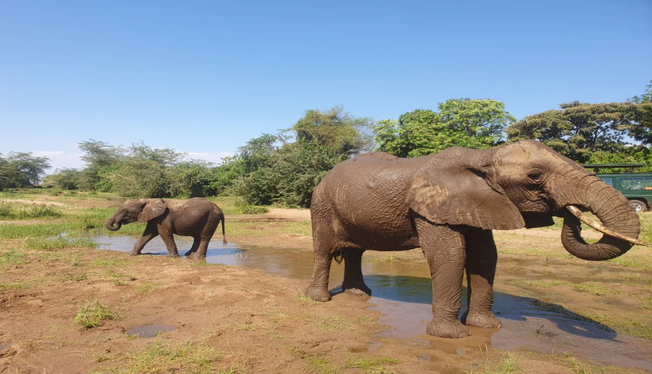 Actual image number 9 for slideshow images, displaying 29 tanzania safari images