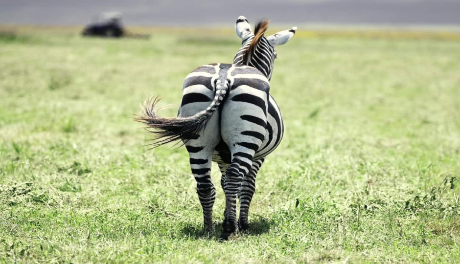 Actual image number 14 for slideshow images, displaying 34 tanzania safari images