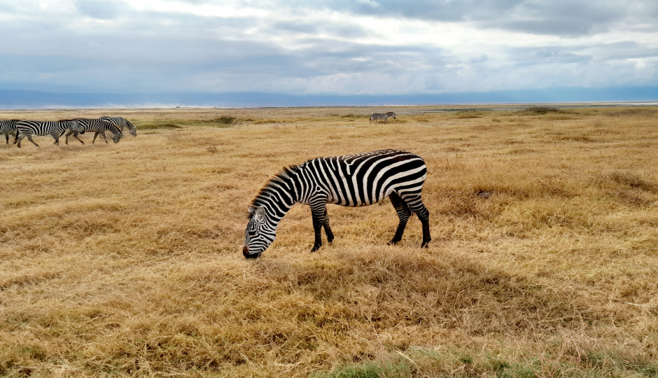 Actual image number 4 for slideshow images, displaying 24 tanzania safari images