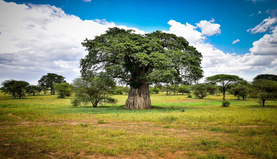 Actual image number 10 for slideshow images, displaying 30 tanzania safari images