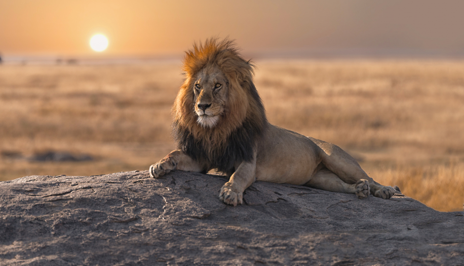 Actual image number 20 for slideshow images, displaying 40 tanzania safari images
