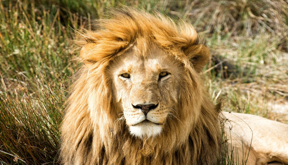 Actual image number 5 for slideshow images, displaying 25 tanzania safari images