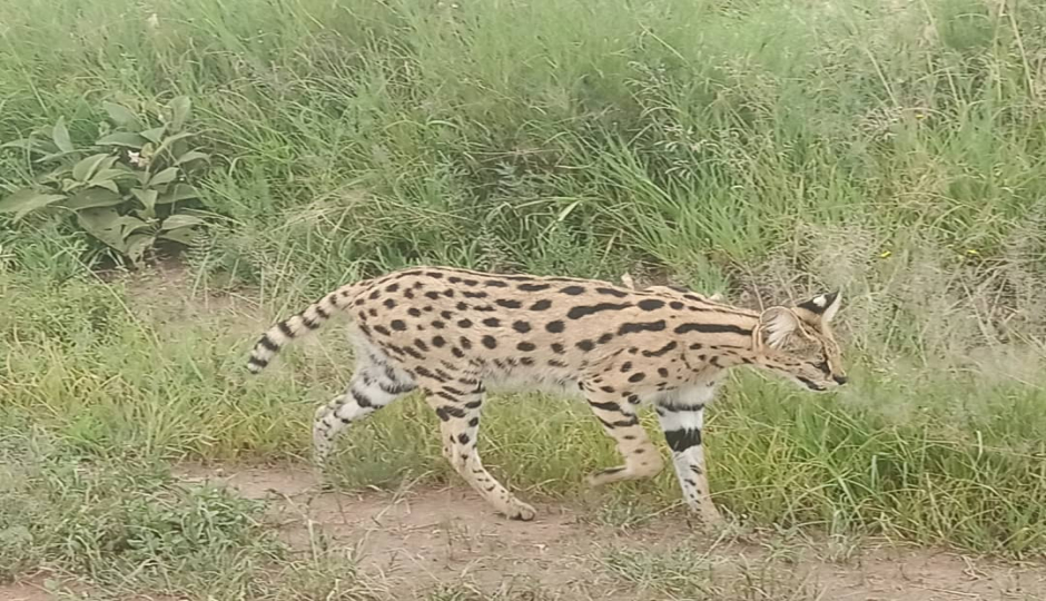 Actual image number 8 for slideshow images, displaying 28 tanzania safari images