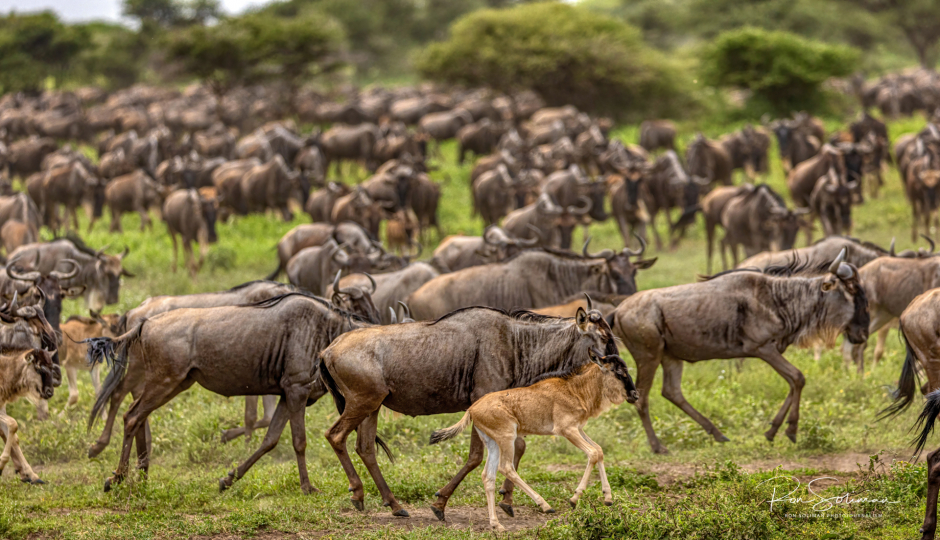 Random image number 5 showcasing tanzania safari image gallery placeholder