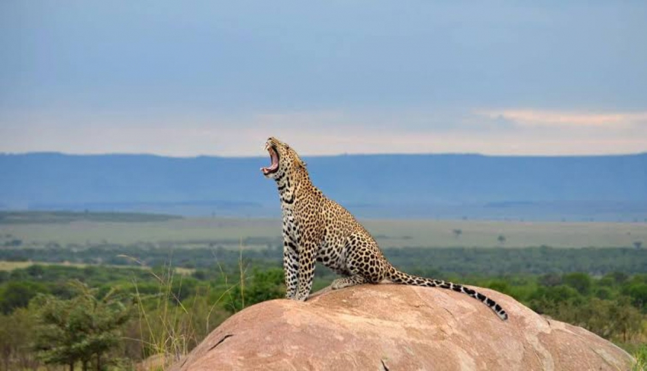 Actual image number 7 for slideshow images, displaying 27 tanzania safari images