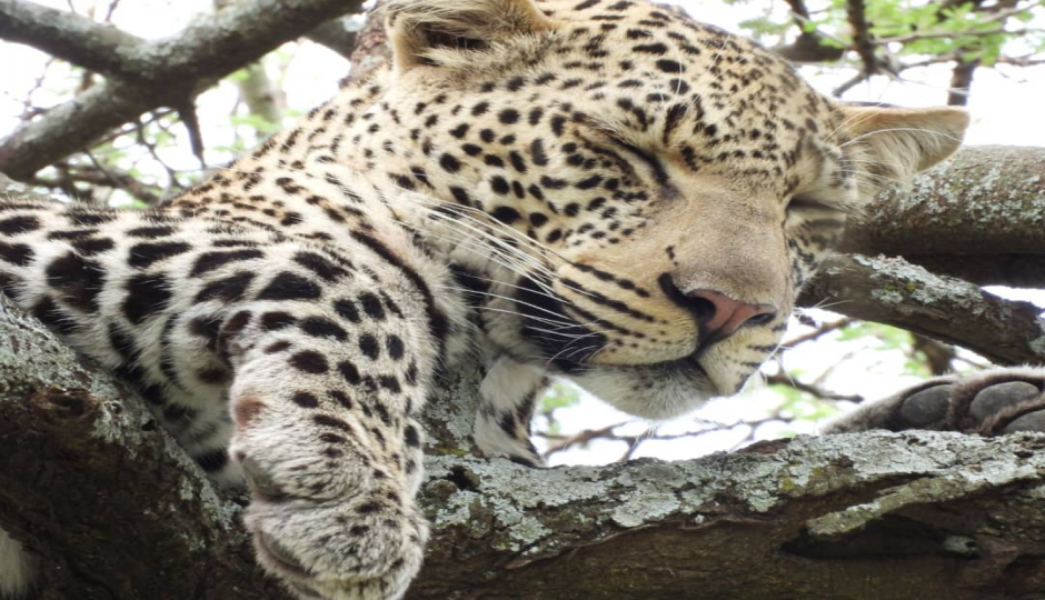 Actual image number 3 for slideshow images, displaying 23 tanzania safari images