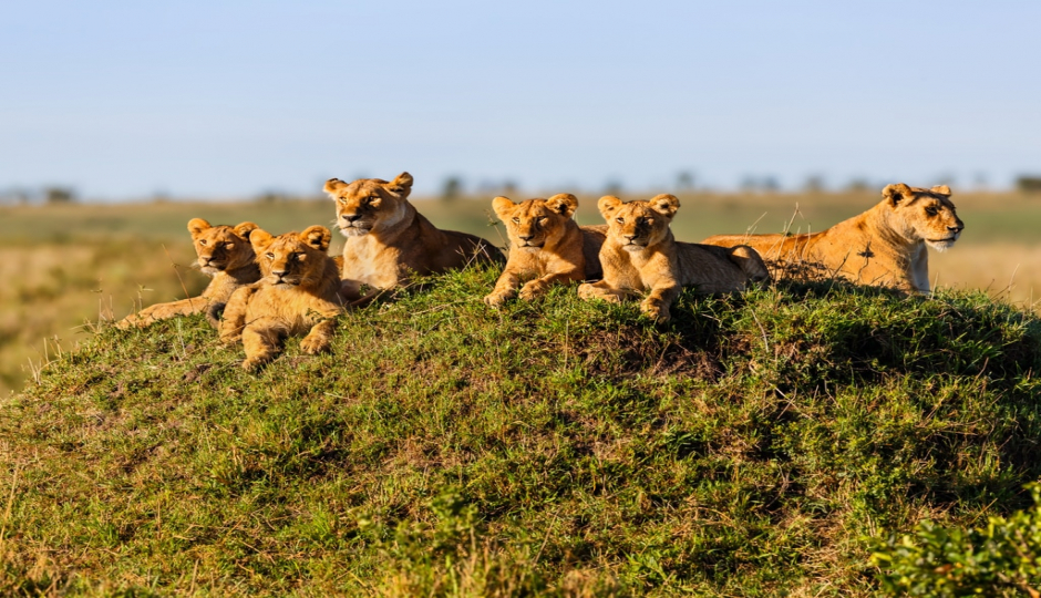 Actual image number 18 for slideshow images, displaying 38 tanzania safari images