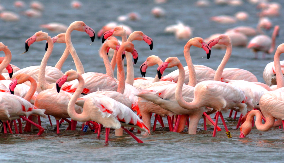 Random image number 5 showcasing tanzania safari image gallery placeholder