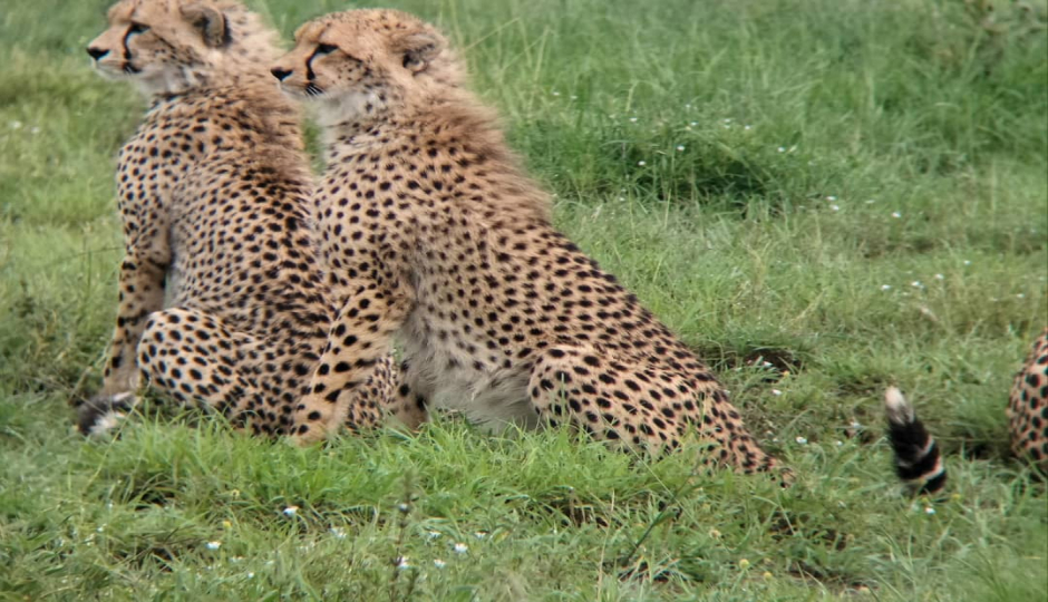 Actual image number 1 for slideshow images, displaying 21 tanzania safari images