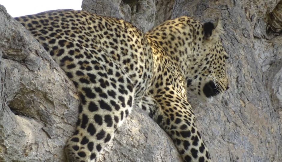 Random image number 4 showcasing tanzania safari image gallery placeholder