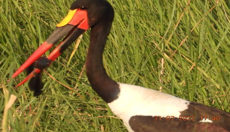 Actual image number 13 for slideshow images, displaying 33 tanzania safari images
