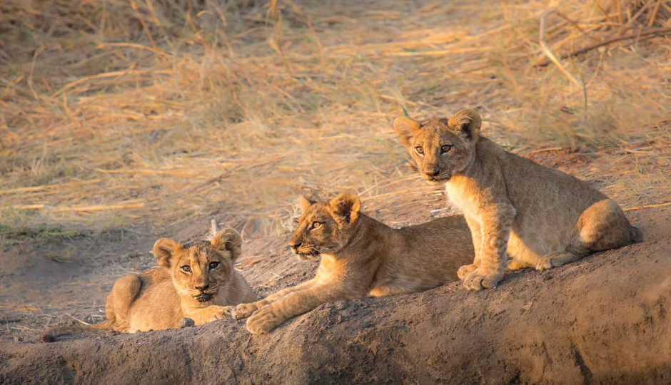 Actual image number 17 for slideshow images, displaying 37 tanzania safari images