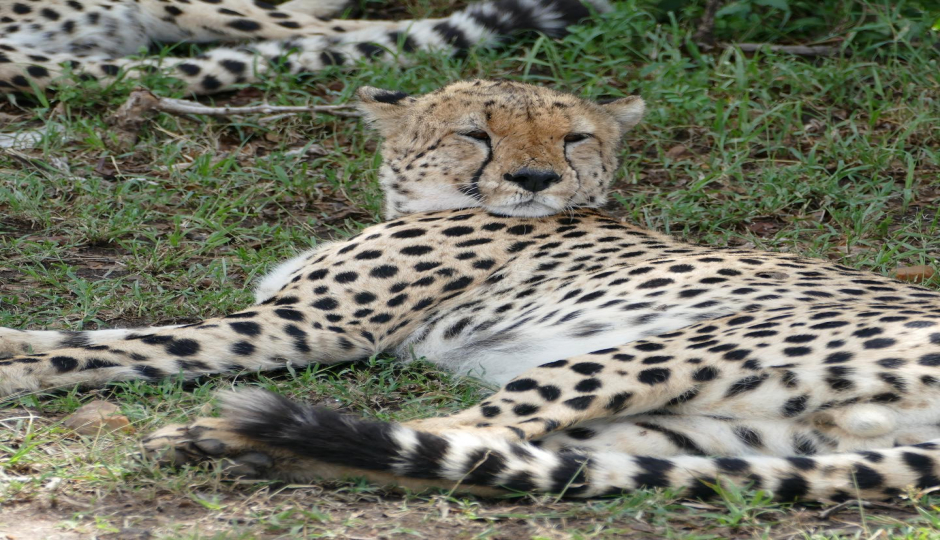 Actual image number 4 for slideshow images, displaying 24 tanzania safari images