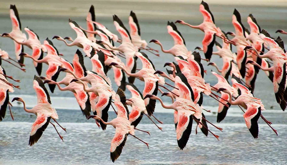 Actual image number 18 for slideshow images, displaying 38 tanzania safari images