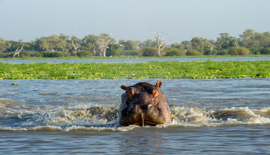 Random image number 1 showcasing tanzania safari image gallery placeholder