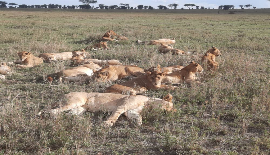 Actual image number 11 for slideshow images, displaying 31 tanzania safari images