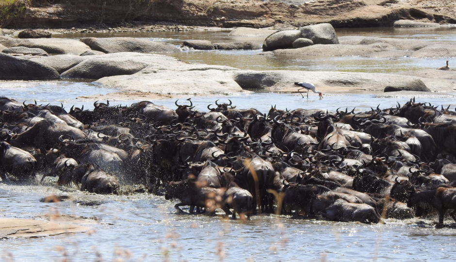 Random image number 2 showcasing tanzania safari image gallery placeholder