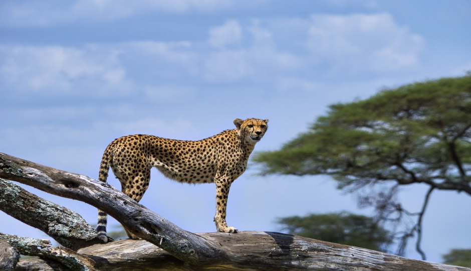 Actual image number 2 for slideshow images, displaying 22 tanzania safari images