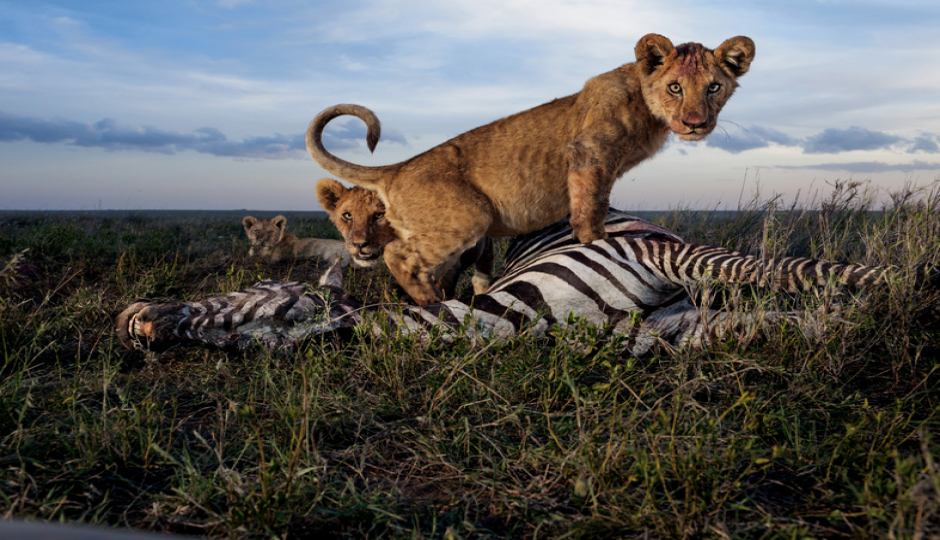 Random image number 1 showcasing tanzania safari image gallery placeholder