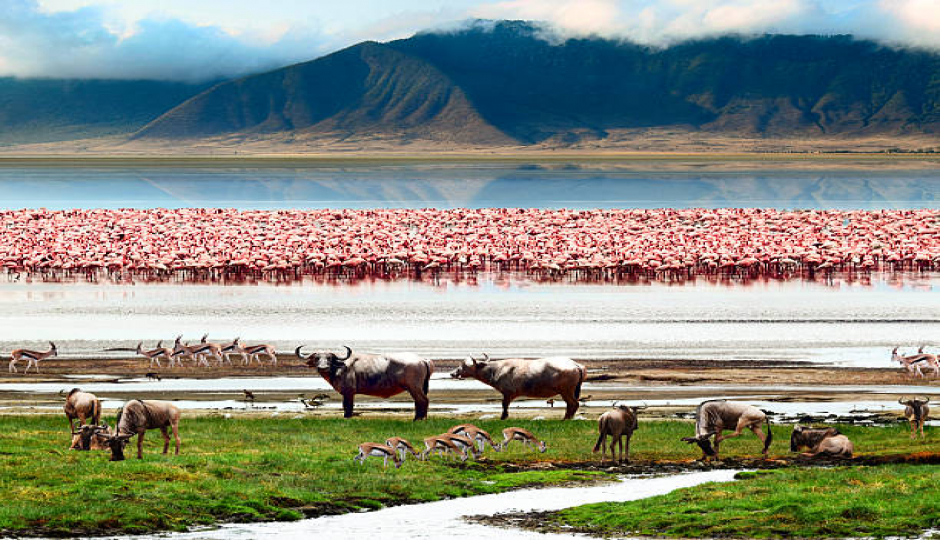 Random image number 3 showcasing tanzania safari image gallery placeholder