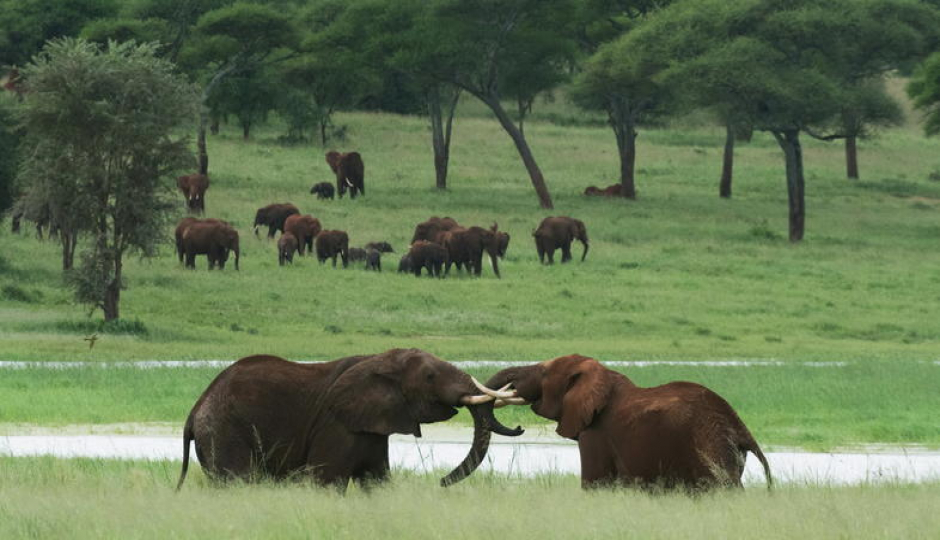 Actual image number 11 for slideshow images, displaying 31 tanzania safari images