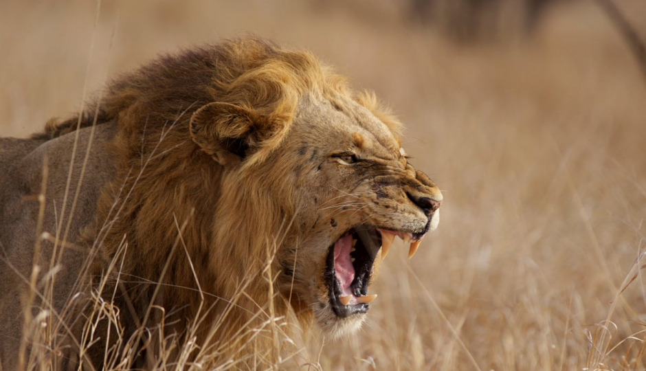Random image number 6 showcasing tanzania safari image gallery placeholder