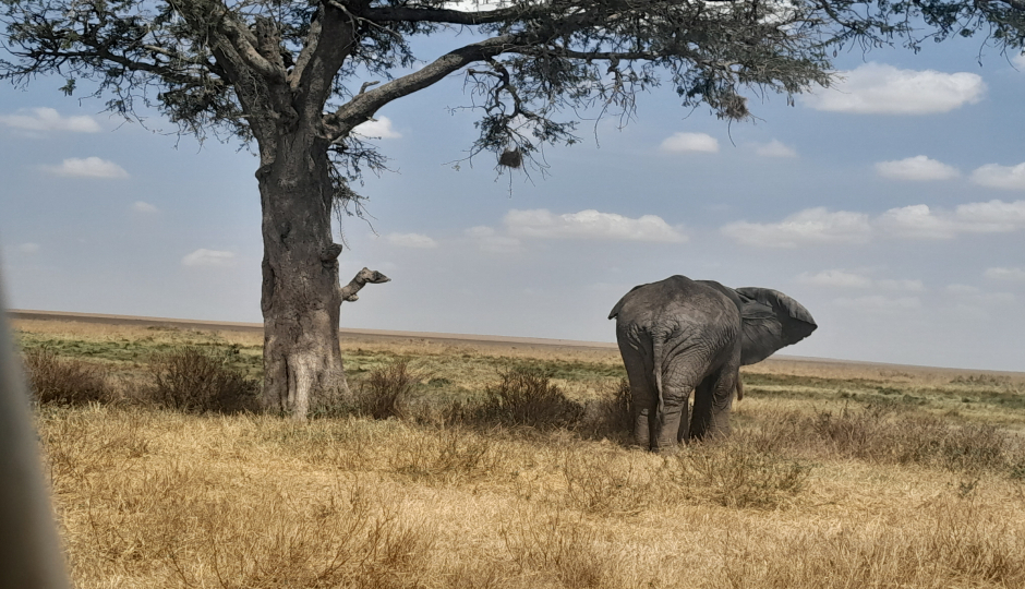 Random image number 6 showcasing tanzania safari image gallery placeholder