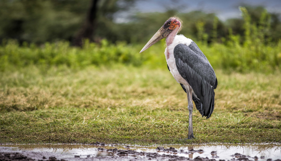 Image Post for How Many Days Are Suitable for a Safari in Tanzania?