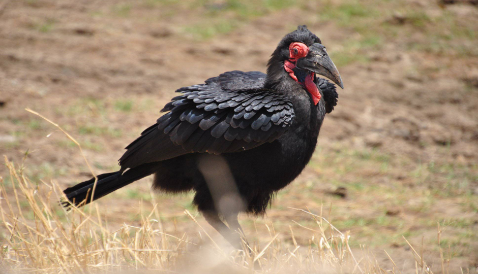 Actual image number 13 for slideshow images, displaying 33 tanzania safari images